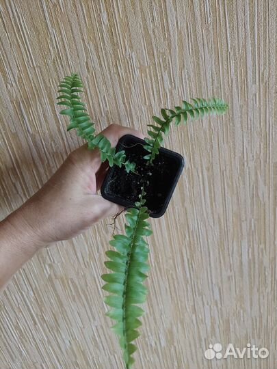 Папоротник 