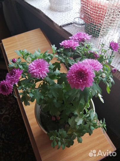 Хризантемы мультифлора