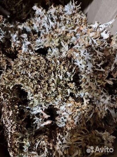 Цетрария (исландский мох)