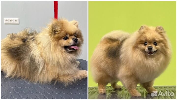 Стрижка вычес собак кошек груминг