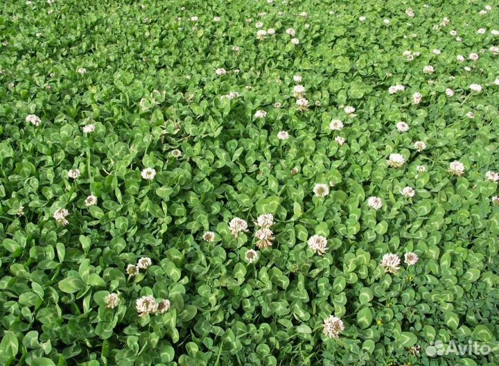 Клевер белый семена (Белогорский,Ривендел, Мерлин)
