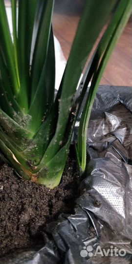 Комнатные цветы кливия