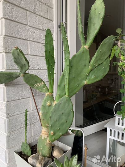 Комнатные растения цветы