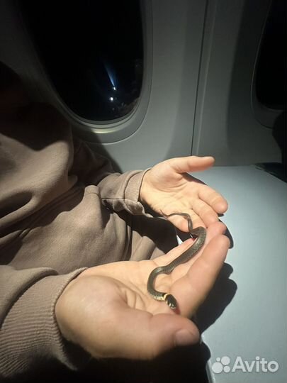 Уж ручной
