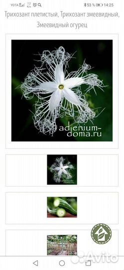 Трихозант