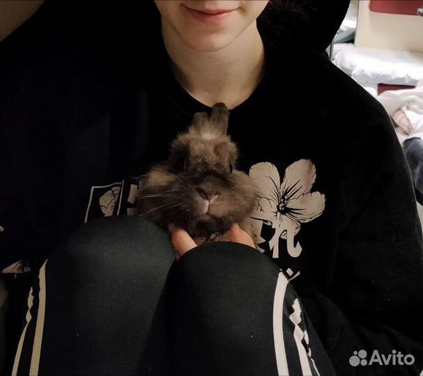 Отдам кролика в добрые руки