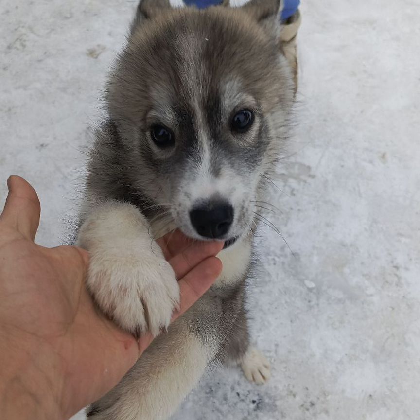 Щенок Хаски 4 месяца девочка