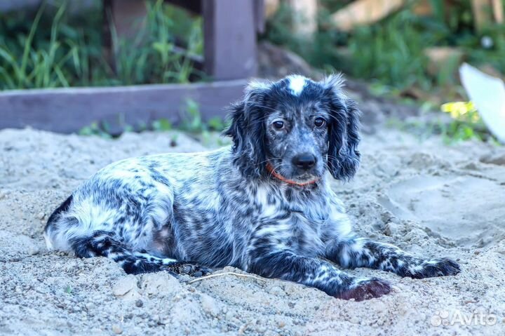 Русский спаниель