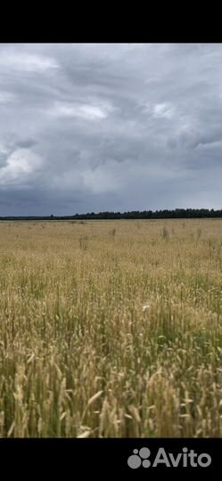 Зерно пшеница овес