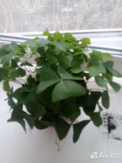 Комнатные цветы