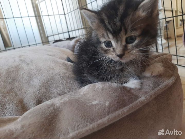 Котята 1,5мес с доставкой