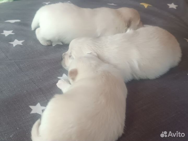 Щенки померанского шпица