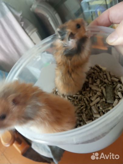 Ангорский хомяк