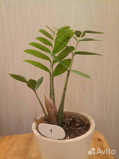 Замиокулькас