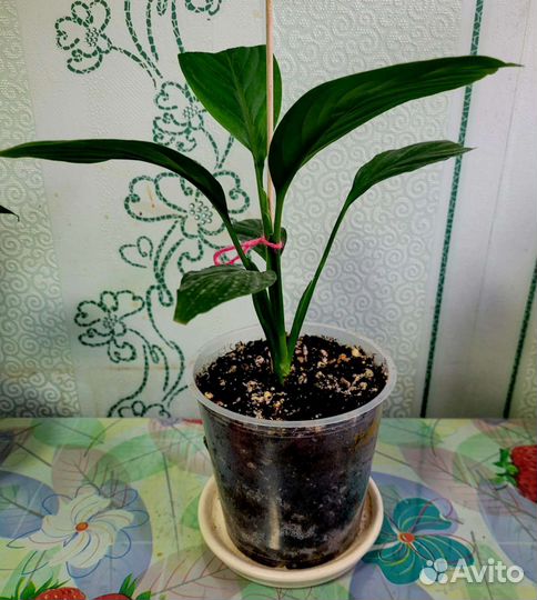 Спатифиллум сенсация