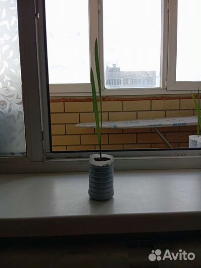 Финиковая пальма