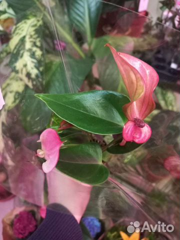 Антуриум matata