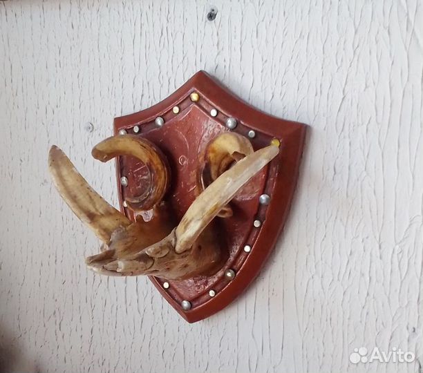 Челюсть кабана с клыками