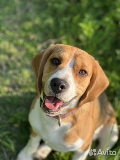 Бигль вязка