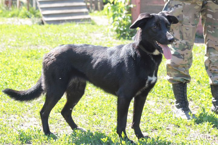 Веста и Дина в добрые руки