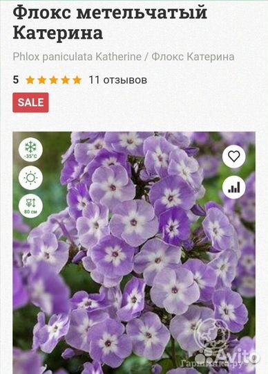 Флокс Гжель и др сорта флоксов