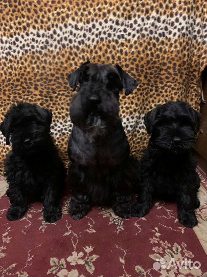 Щенки черного цвергшнауцера