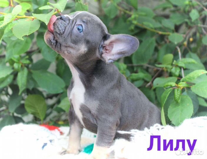 В Джазе только Девушки