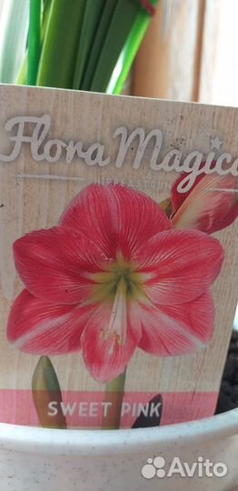 Гиппеаструм