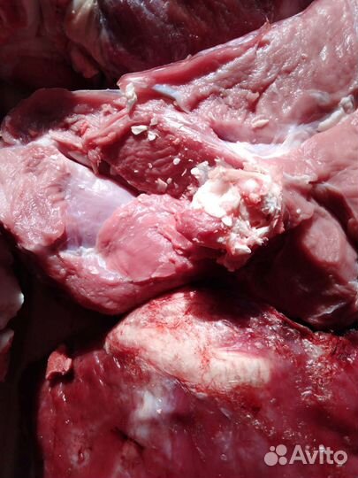 Мясо телятина