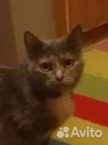 Кошка, трехцветка, Майя