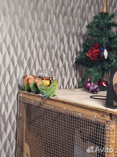 Попугай неразлучники