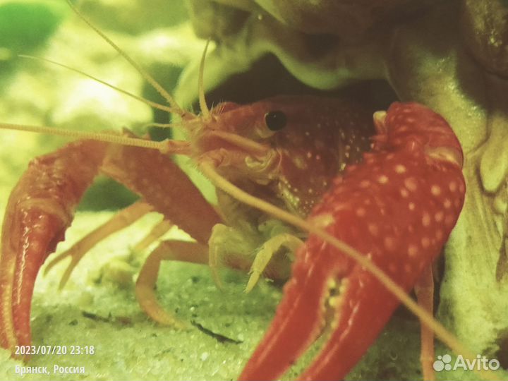 Флоридский рак