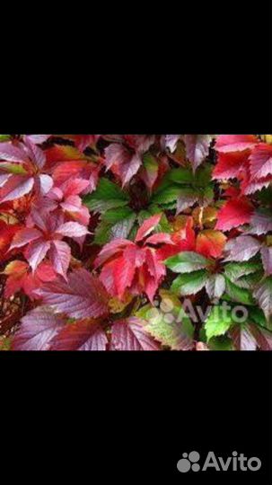 Саженцы девичий виноград