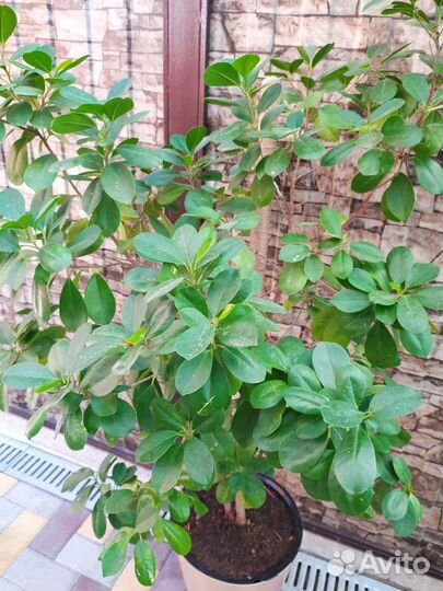 Фикус микрокарпа