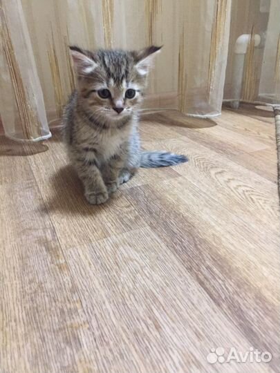 Котёнок девочка