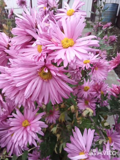 Каменная роза, хризантем, садовая ромашка крупная