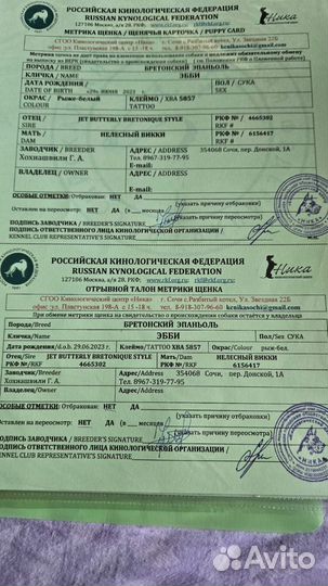 Бретонский эпаньоль щенки