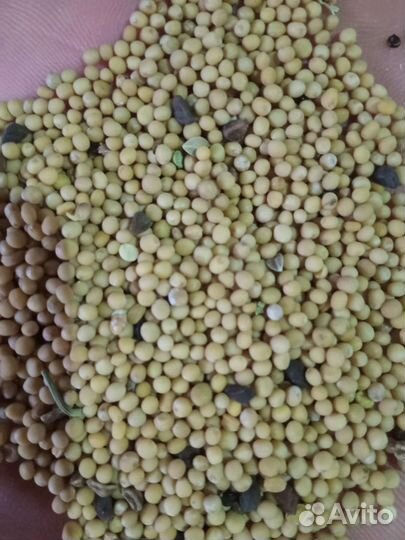 Горчица белая семена