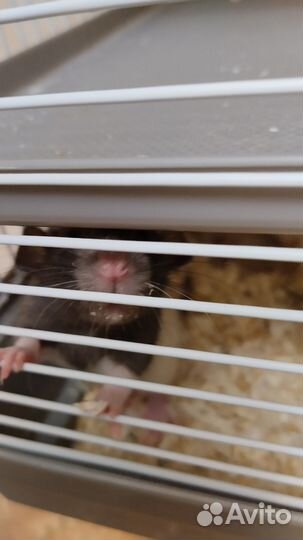 Крыса Дамбо мальчик 5 недель