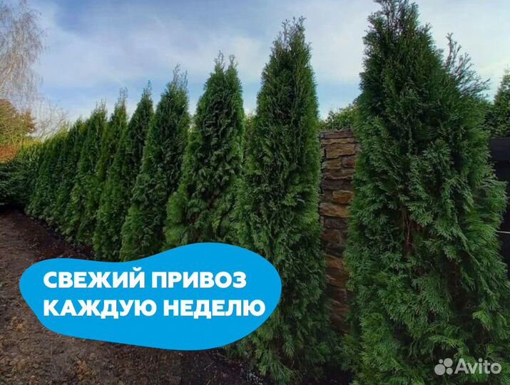 Туя 280 см