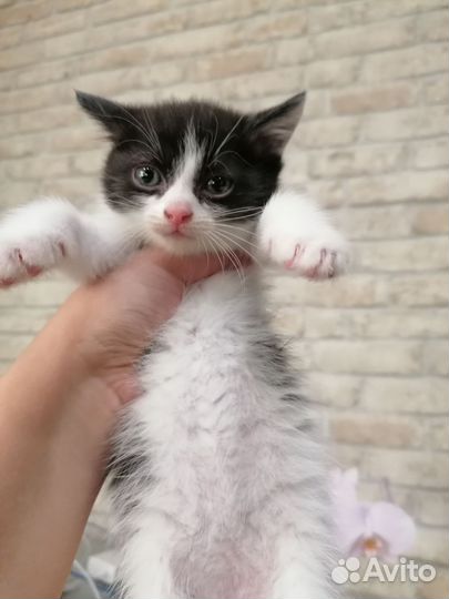 Котик в дар