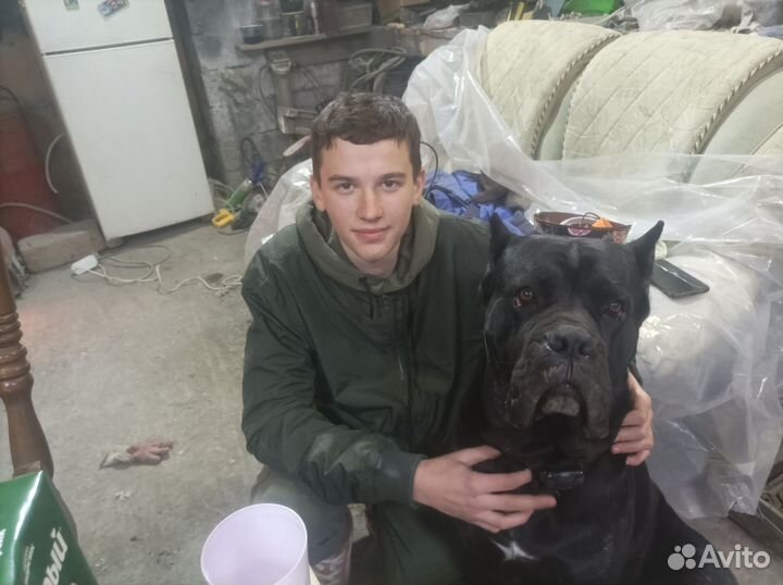 Щенки коне корсо