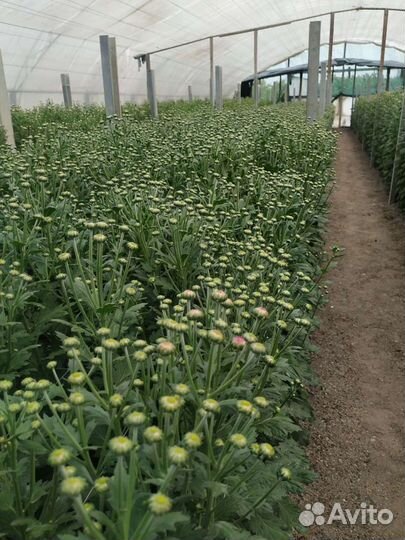 Хризантема