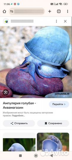 Улитки ампулярии