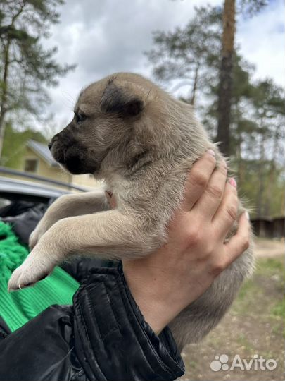 Щенок в добрые руки бесплатно