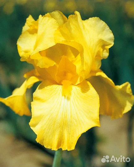 Ирисы бородатые