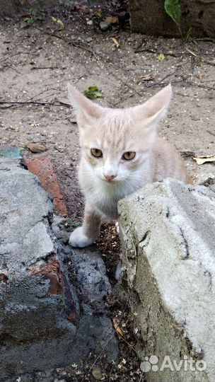 Рыжий котенок мальчик 2.5 месяца