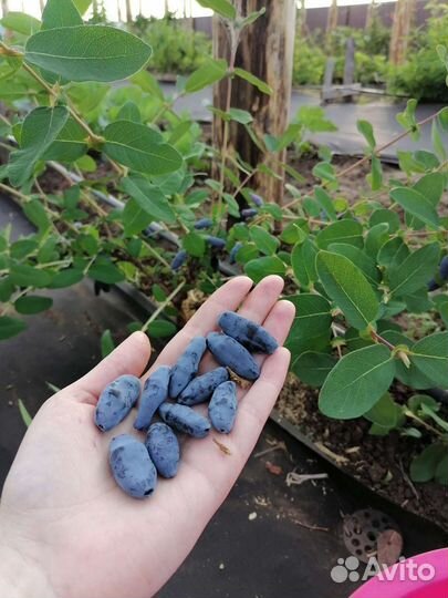 Саженцы жимолости