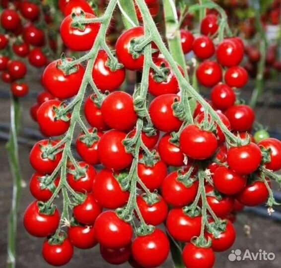 Томат дюймовочка черри семена