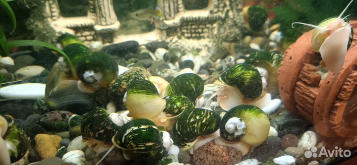 Улитки ампулярии